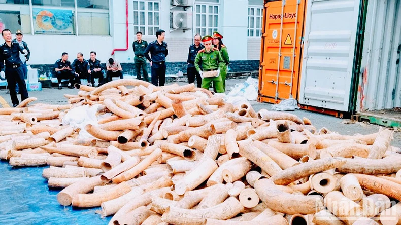 A large ivory smuggling case from Africa to Vietnam through Hai Phong port was discovered and arrested by the authorities
